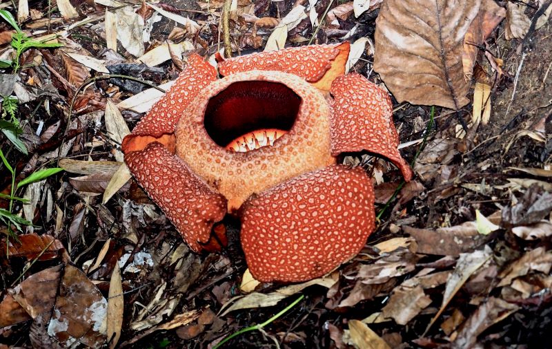 Il Fiore Parassita che puzza