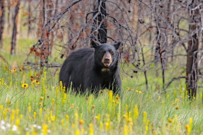 Black Bear