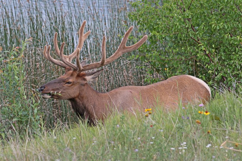 Elk