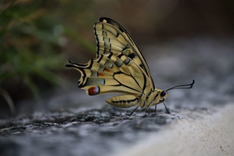 Farfalla in posa