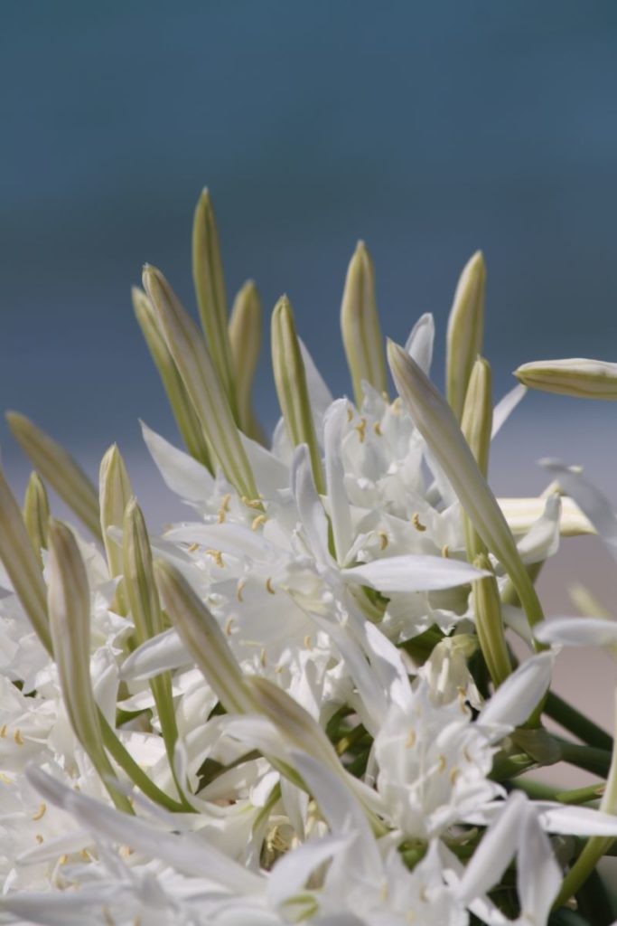 Fiori bianchi tra terra e mare