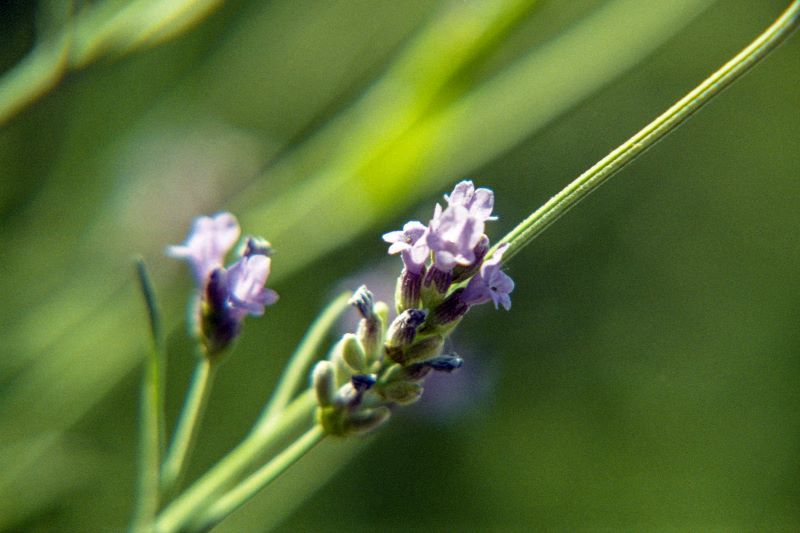 la bellezza che la natura offre