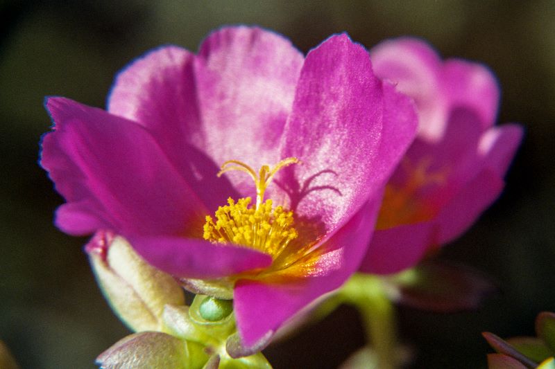 la bellezza che la natura offre