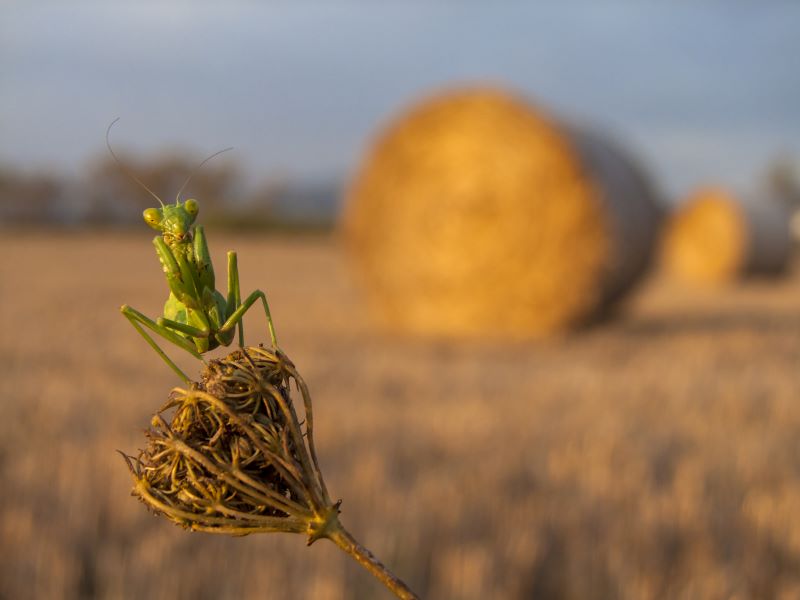 la raccolta