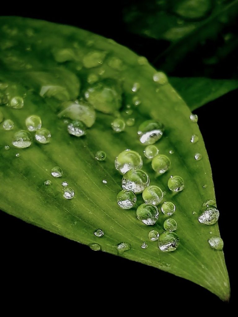 Foglia e gocce d'acqua