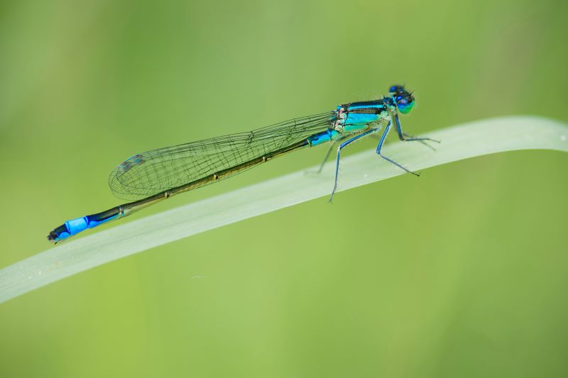 giovanile di libellula maschio Coenagrion mercuriale