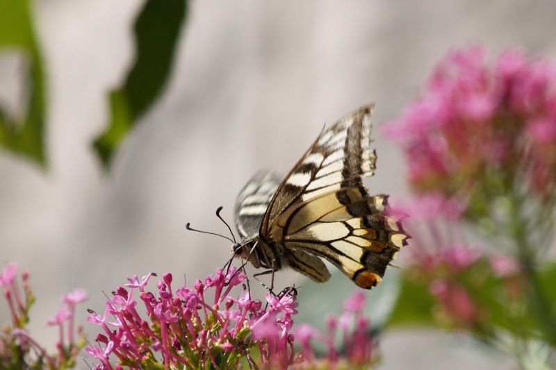 Papilio machaon