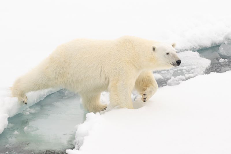 orso polare femmina al largo delle isole Svalbard