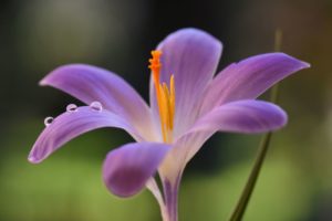 un primissimo piano di fiore Crocus con piccole gocce di rugiada