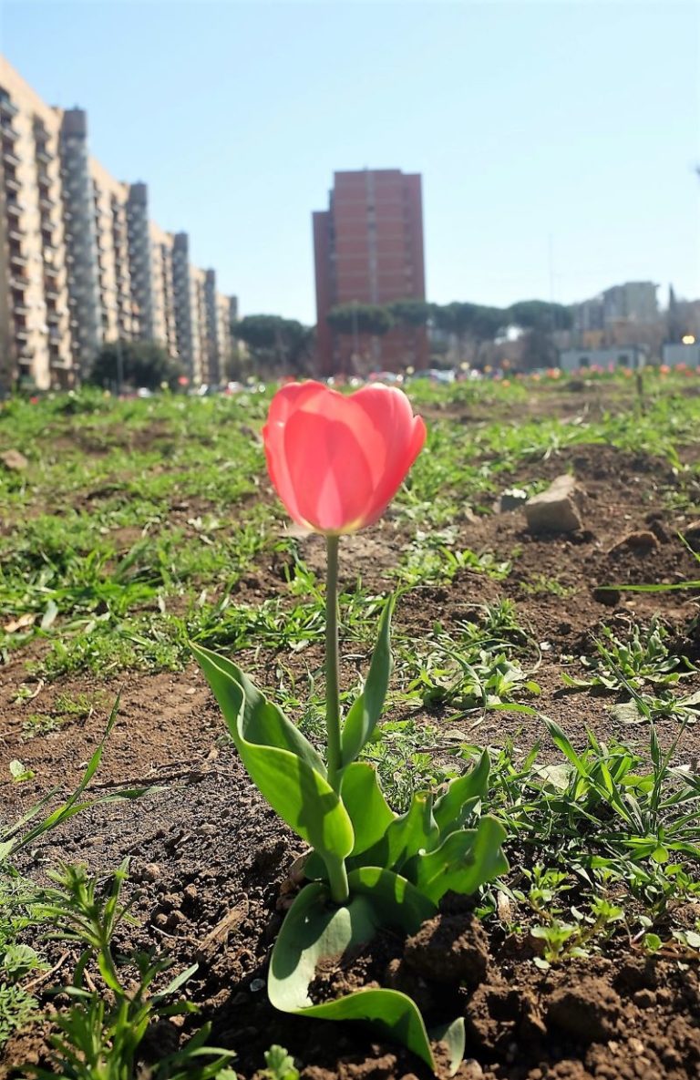 La bellezza di un tulipano tra i sassi e palazzoni di periferia