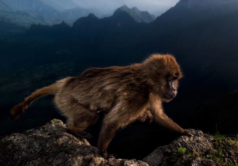 Gelada monkey endemicanelle Semien Mountains