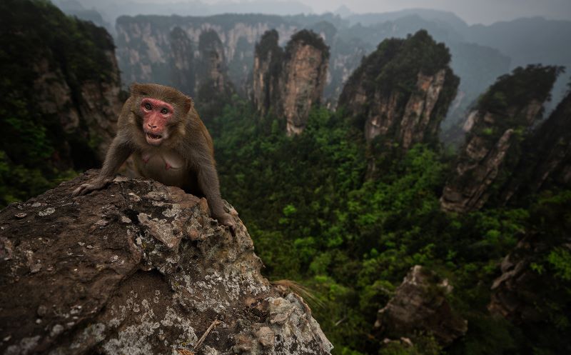 scimmia tipica del Zhangjiajie (Cina)