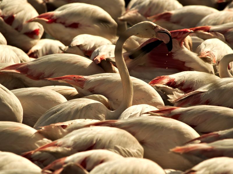 Flamantes - Fenicotteri in Camargue