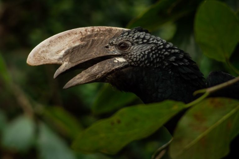 Bucero cascobianconero