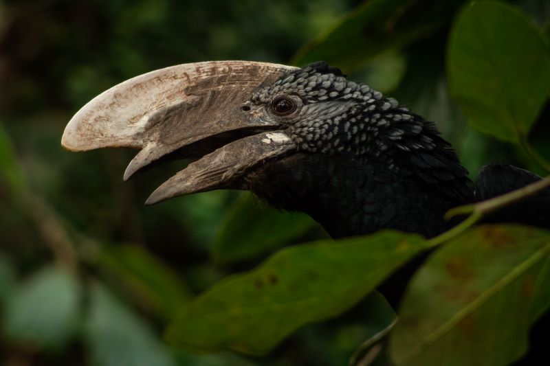 Bucero cascobianconero