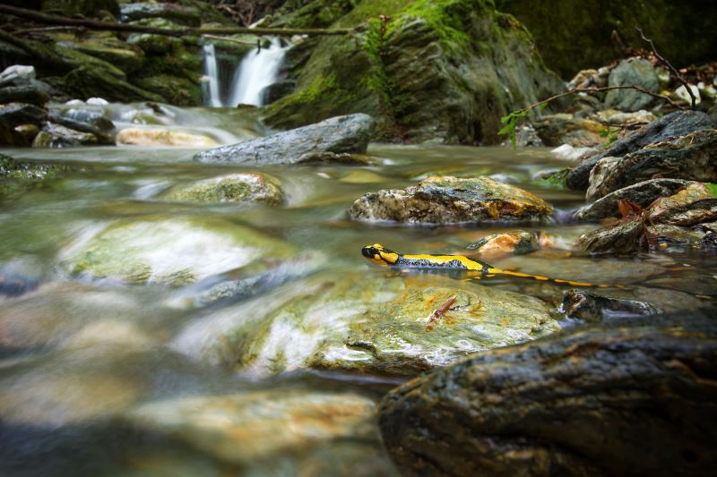 salamandra pezzata sulle Apli Apuane