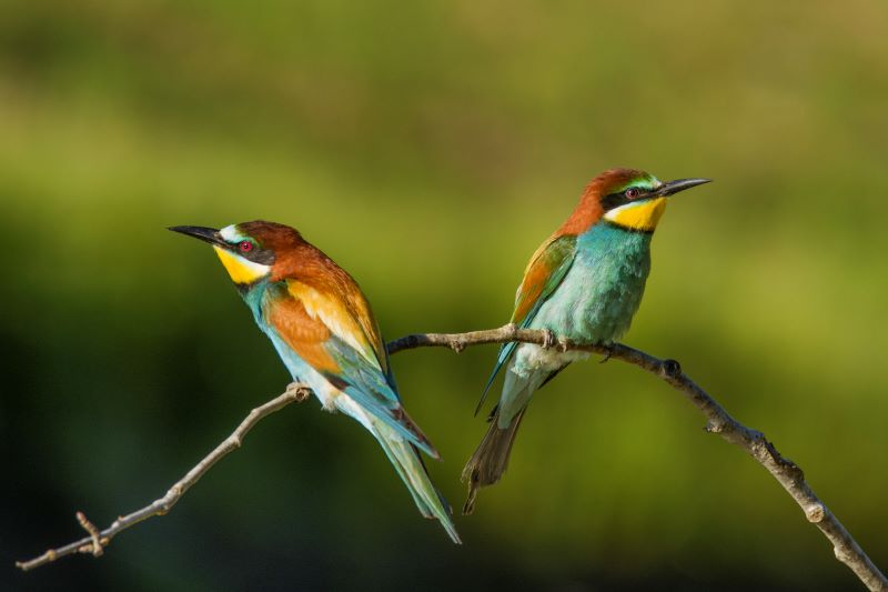 coppia di guccioni 'versiliesi'