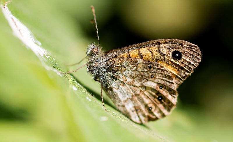 Farfalla NInfa Minore in posa