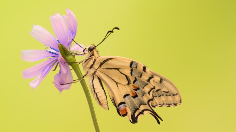 Papilio Machaon