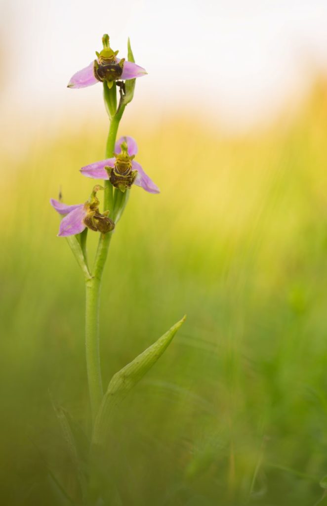 orchidea spontanea Ophris Apifera