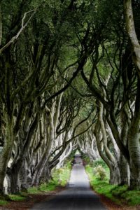 Irlanda del Nord...la foresta incantata