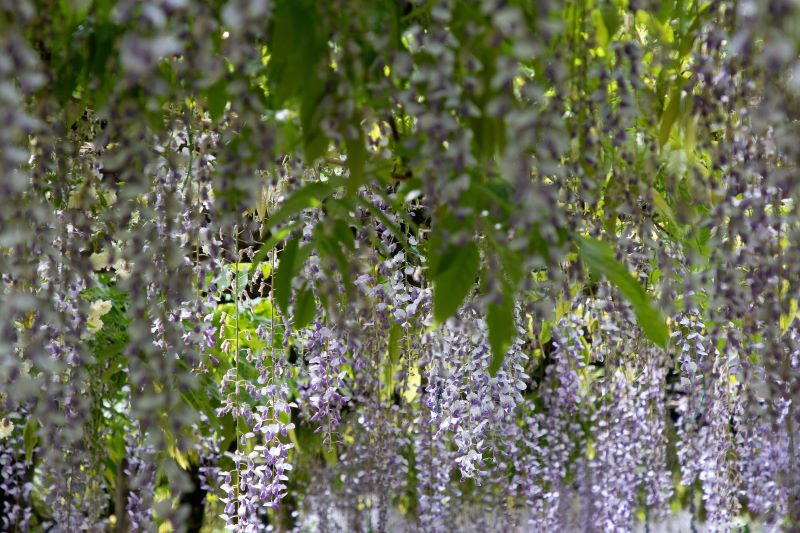 Pioggia lilla. Glicine in fiore