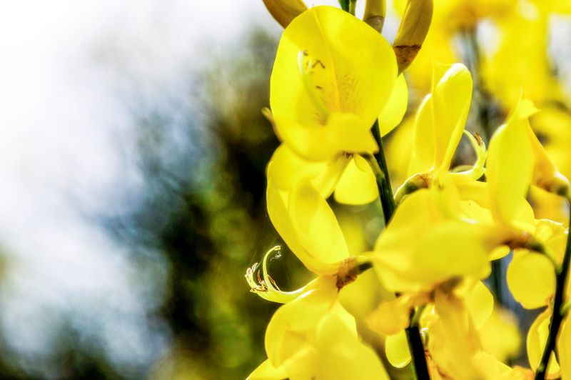 Giallo intenso a picco sul mare