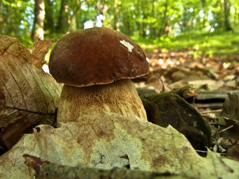 boletus aestivalis