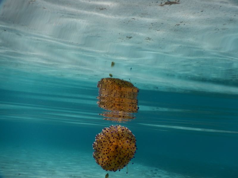 meraviglie del mare