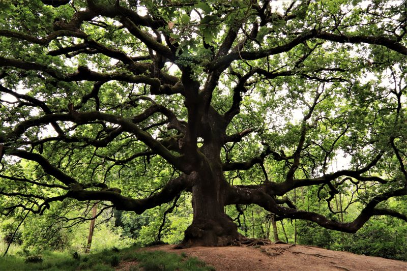 La Quercia delle streghe