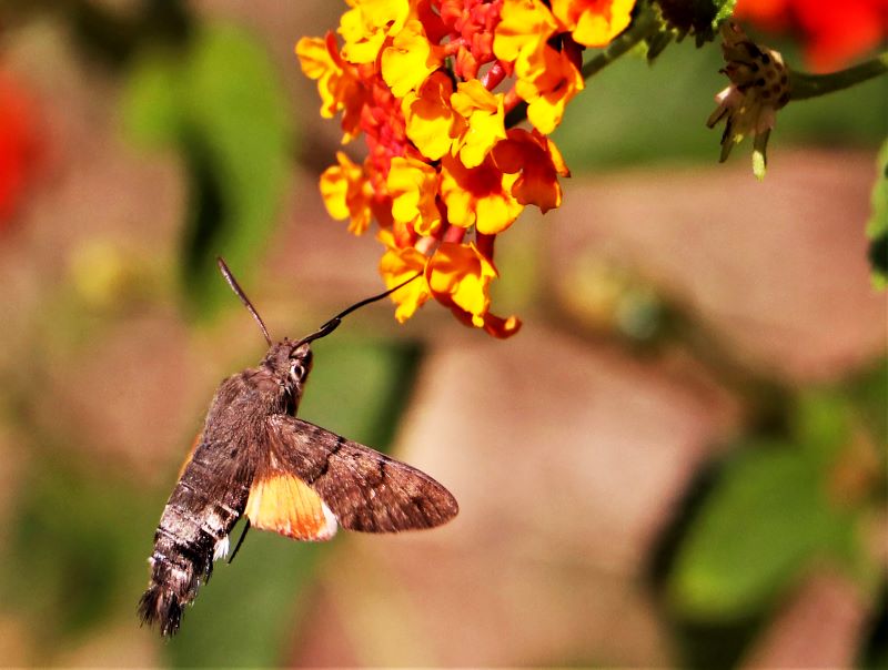 la falena colibrì che non si ferma mai