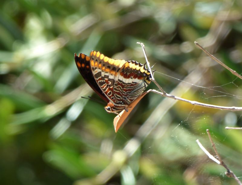 Charaxes jasus detta “sbronzona”