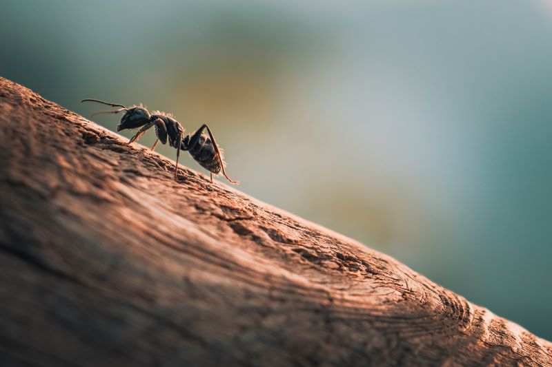 La salita della formica