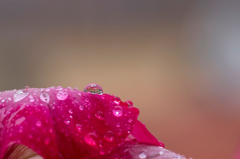 La casa sulla collina rosa