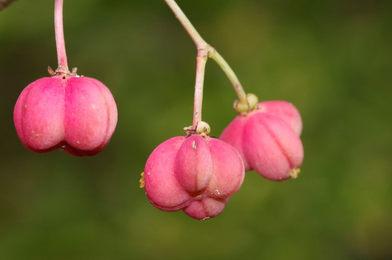 i tossici e strani frutti della Fusaggine