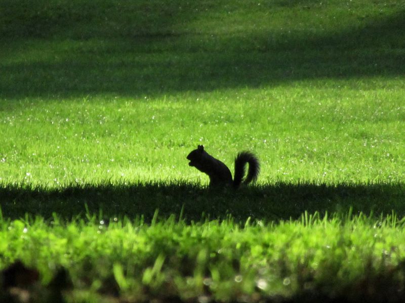 la siluette di uno scoiattolo