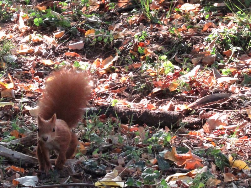 caldi e vivi colori d'autunno e un rapido movimento