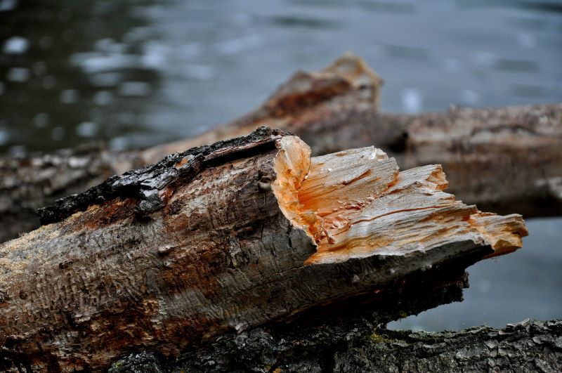 particolarità e ricchezza di un semplice tronco d'albero