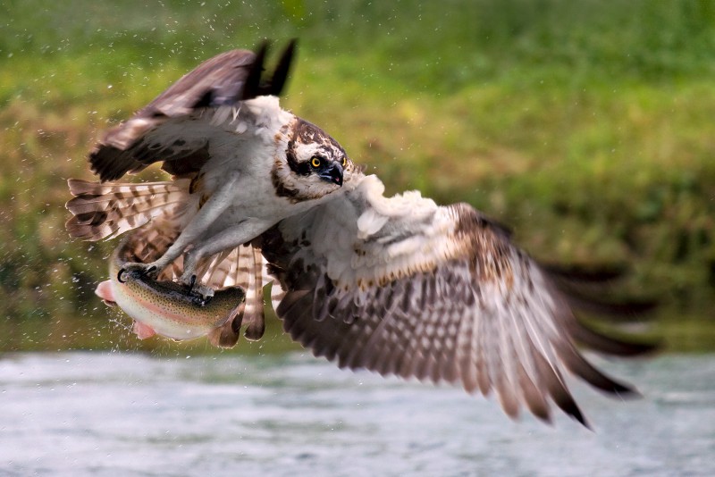 falco pescatore con preda