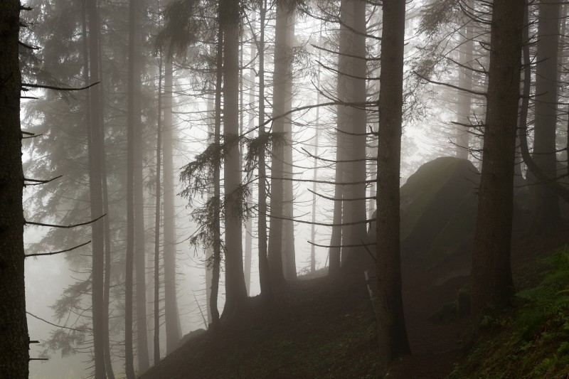 bosco magico