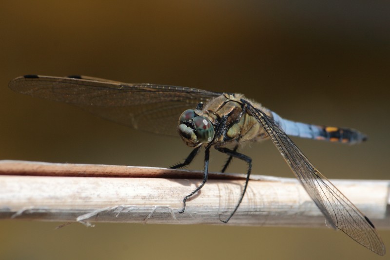 libellula