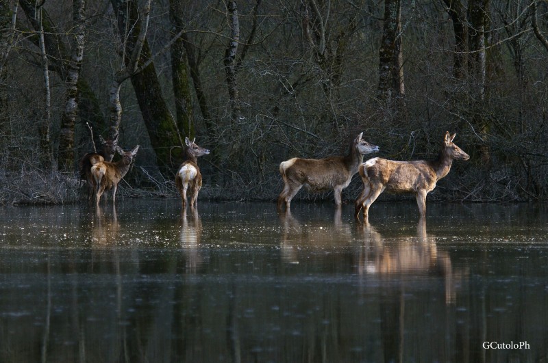 deer at sunset