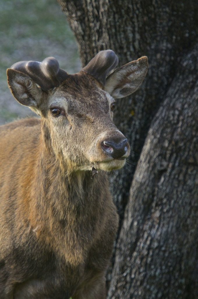 sguardo