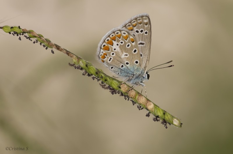 polyommatus icaro