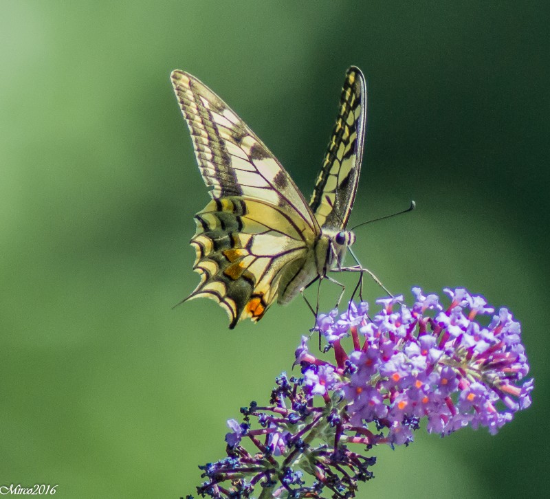 papilion machaon