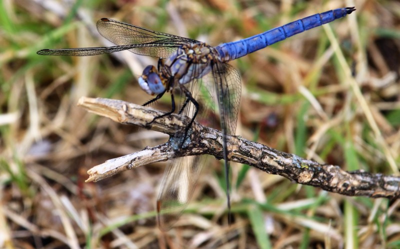 libellula azzurra