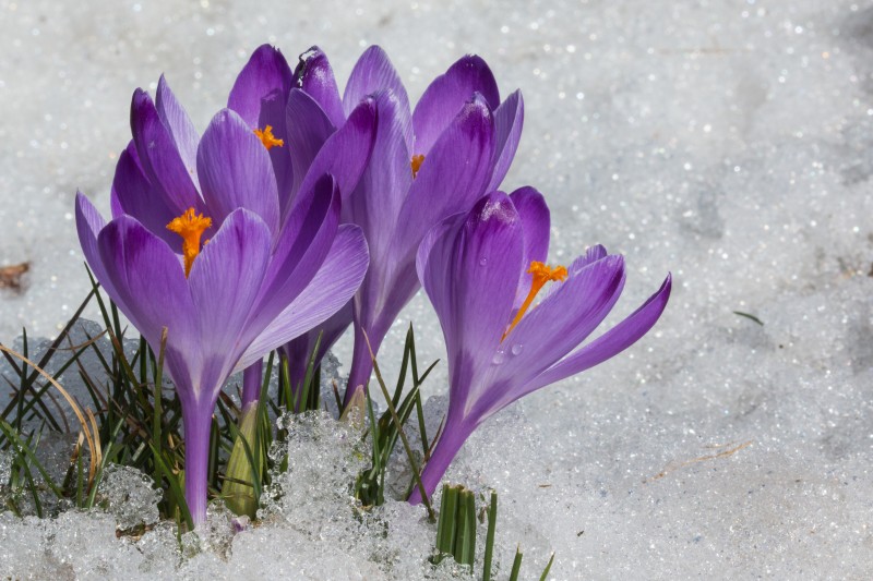 arriva la primavera