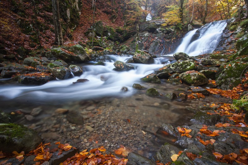 autunno nel bosco