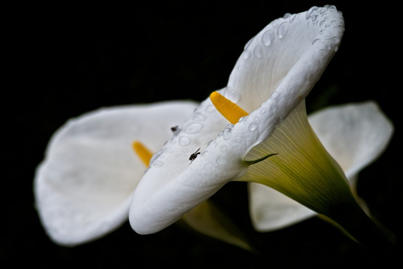 calla