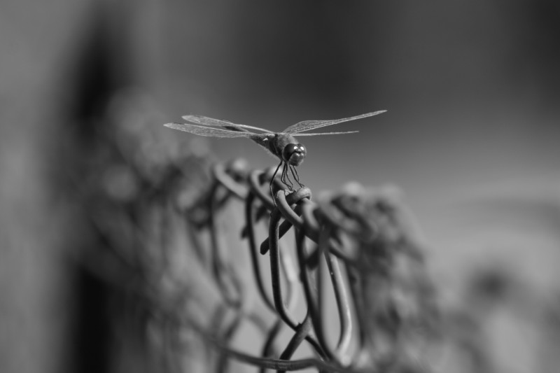 libellula